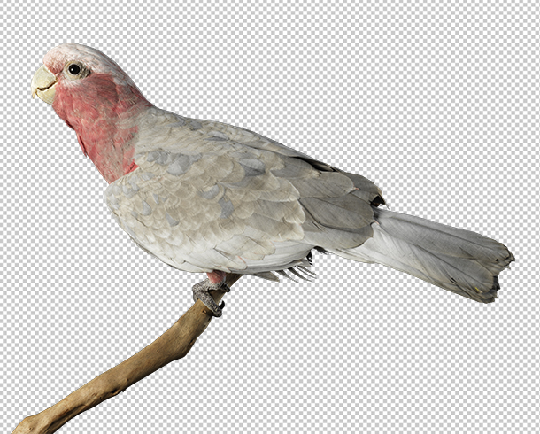 After Background Removal