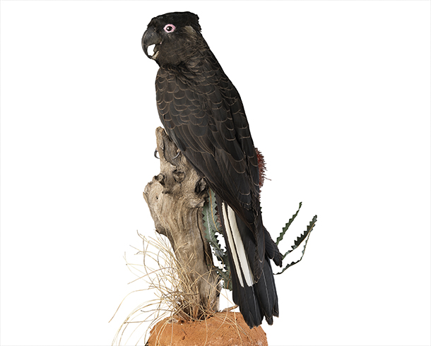 After Fur & Feather Masking