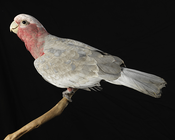 Before Background Removal