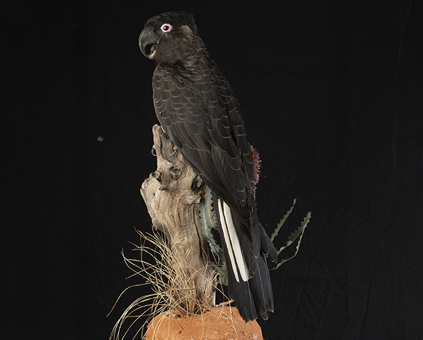 Before Fur & Feather Masking